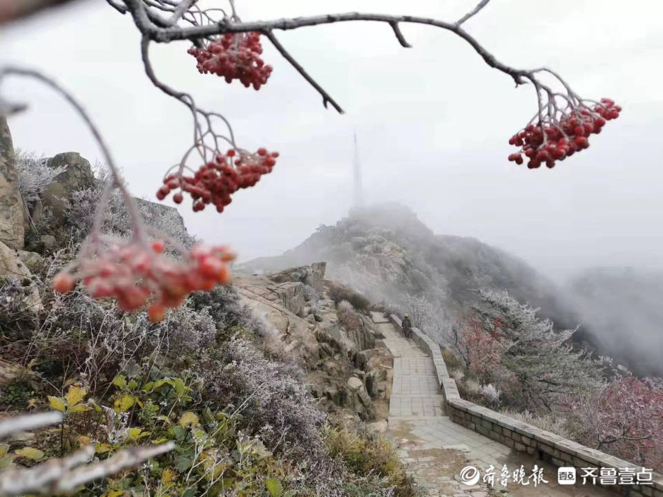 壹图集｜泰安一夜降温，10月4日岱顶现雾凇美景