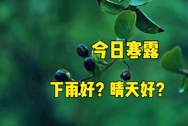 原创            今日寒露，寒露当天下雨好还是晴天好？古人留下农谚，看看就知道