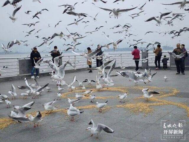 400多只海鸥靠岸！昆明迎来观鸥季