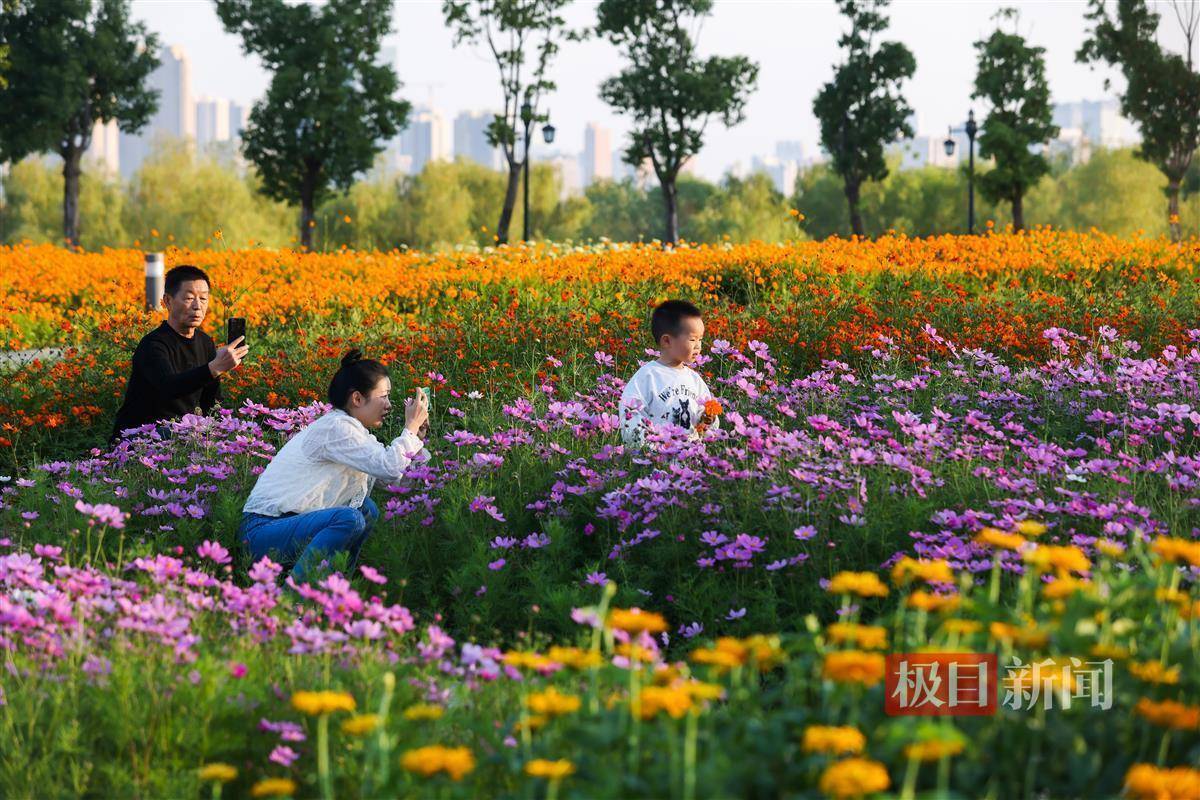 江滩近百亩花田繁花盛开