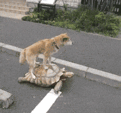 原创
搞笑GIF:妹子再漂亮,抢镜也抢不过二哈