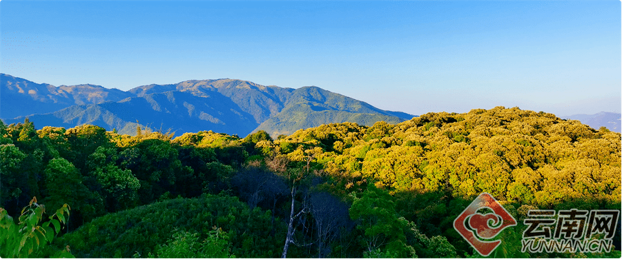 龙陵小黑山保护区：藏在北纬24度上的生命密码