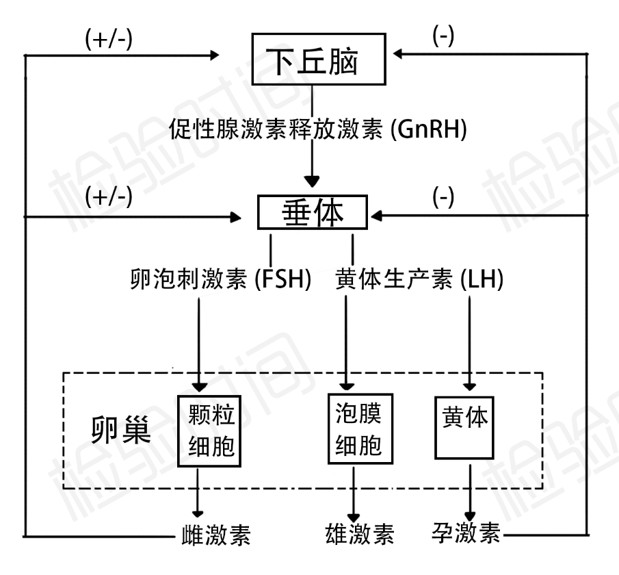 性激素化验单不会看？7 张思维导图帮你轻松弄懂