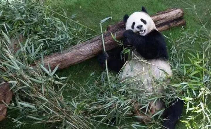 旅居卡塔尔的中国大熊猫听不懂外语，卡塔尔饲养员苦练四川话