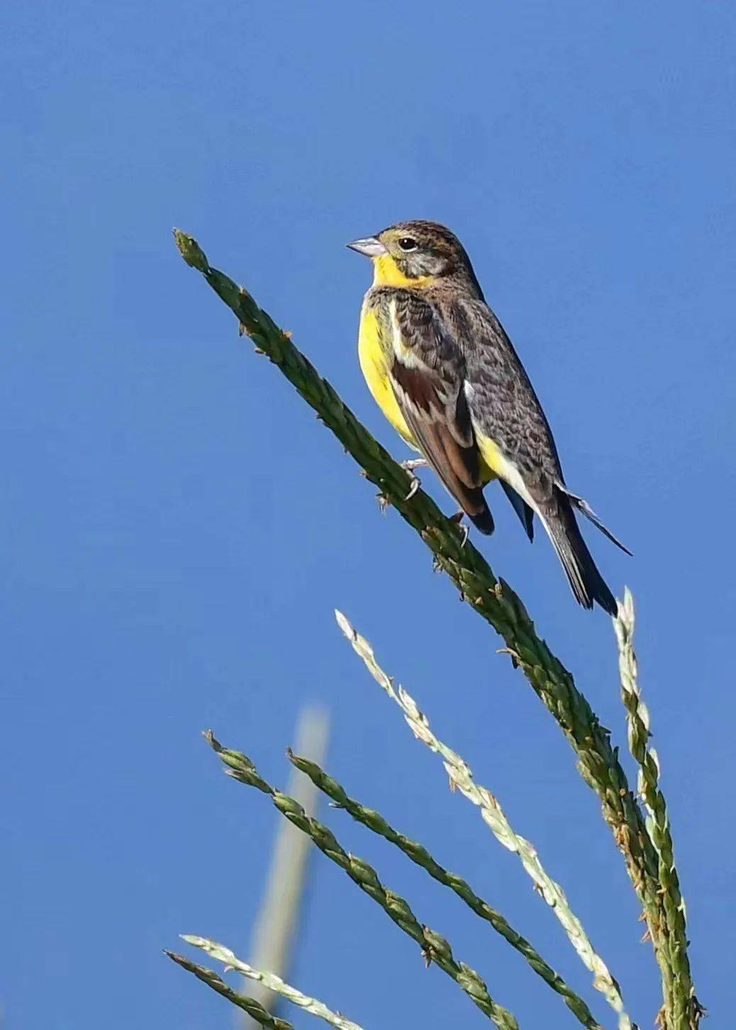 【我说这十年】观鸟镜头下的生态之变