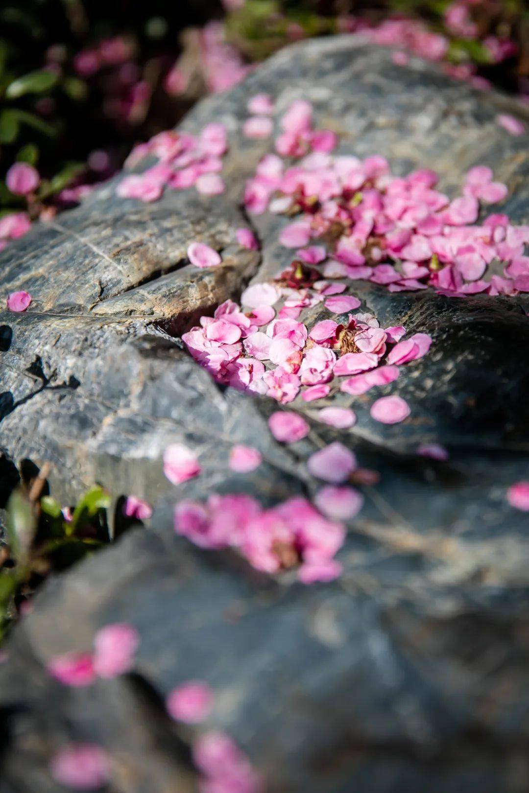 《临江仙 · 再唱落花时节》徐非文物是人非悲去去，情长不比天长。今年花