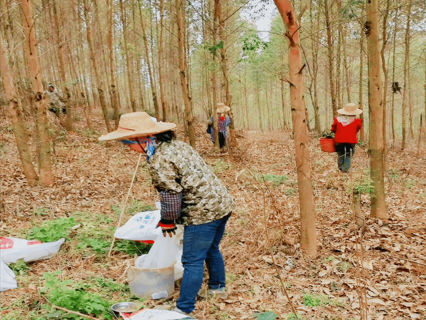 未来怎么发展?_种植_经营_林地