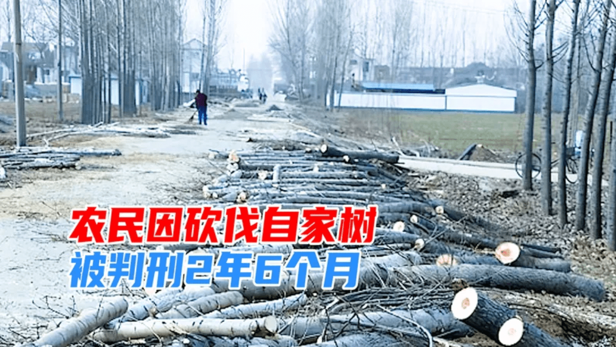 广西南宁，男子砍伐自家种的树被判刑2年6个月，罚款3万6！