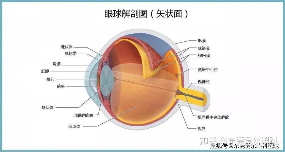 视网膜脱离怎么治疗?_眼睛_视力_变性