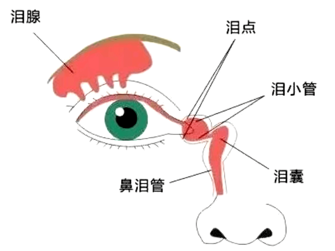 长时间的阻塞还可能继发泪道或泪囊炎症,严重影响工作和生