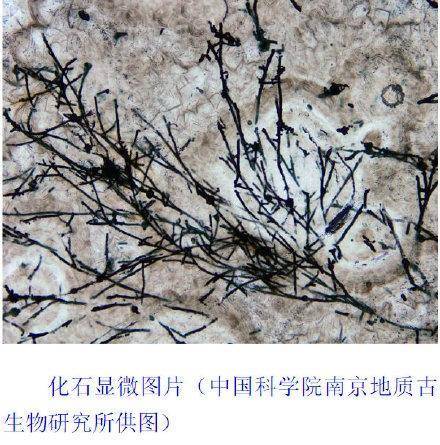 贵州科研人员发现6亿年前古老生物：淡水“海绵宝宝”