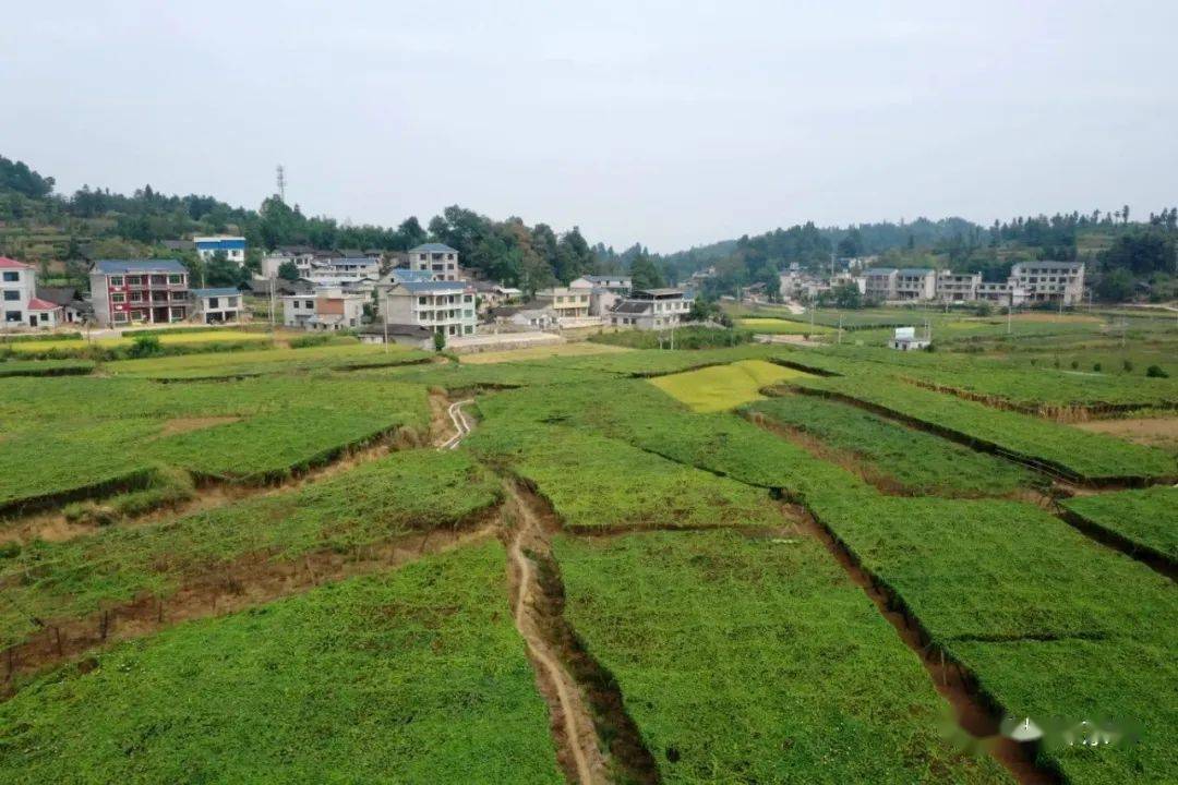 仲冬时节,走进贵州省岑巩县天星乡毛坪村,只见油茶林青翠碧绿,吊瓜