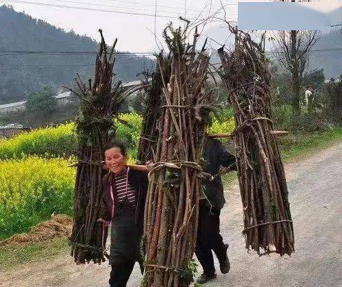 【宝庆记忆】分山_柴火_砍柴_人家