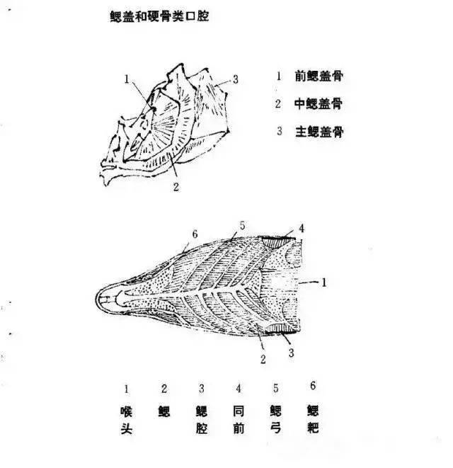 国画教程—写意鱼的画法_轮廓_斑纹_腹部