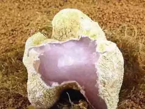ʯͷ