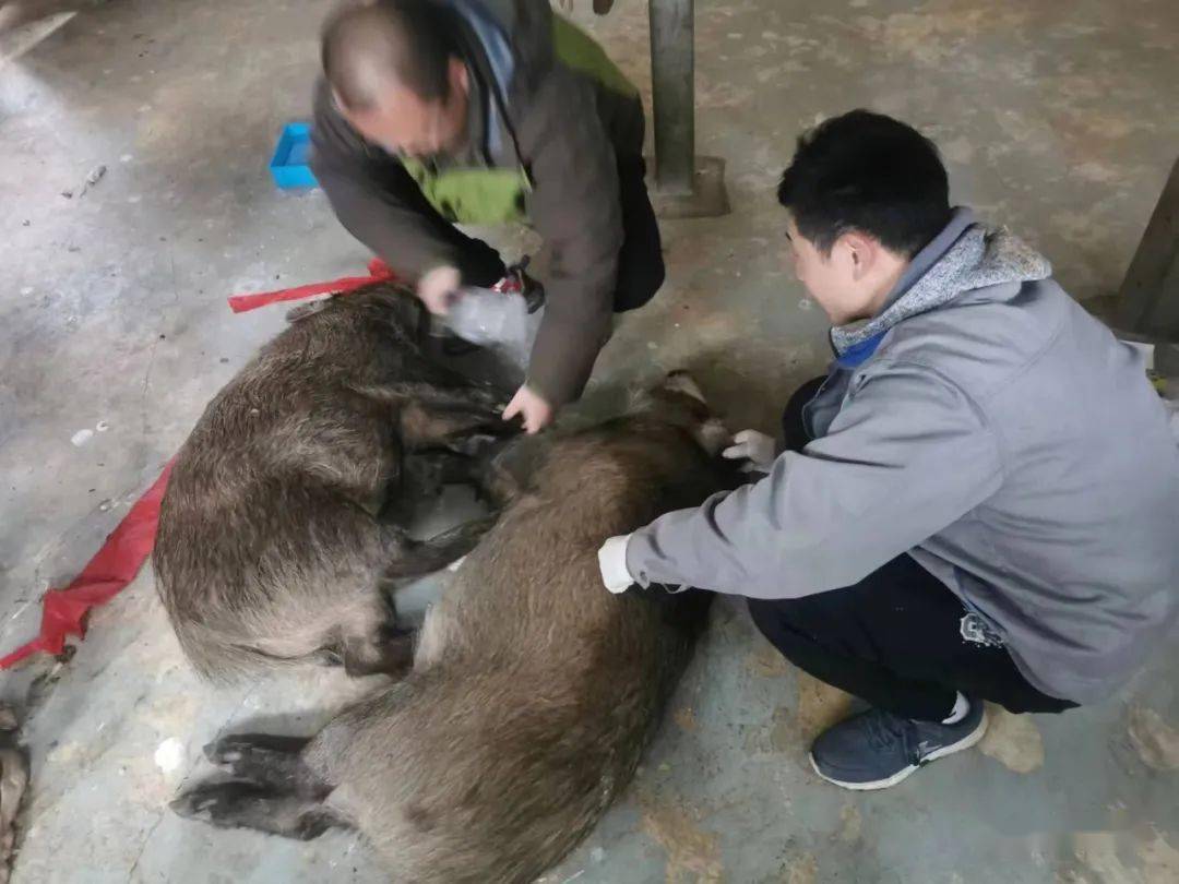 南京的“流浪野猪”有了新去处！