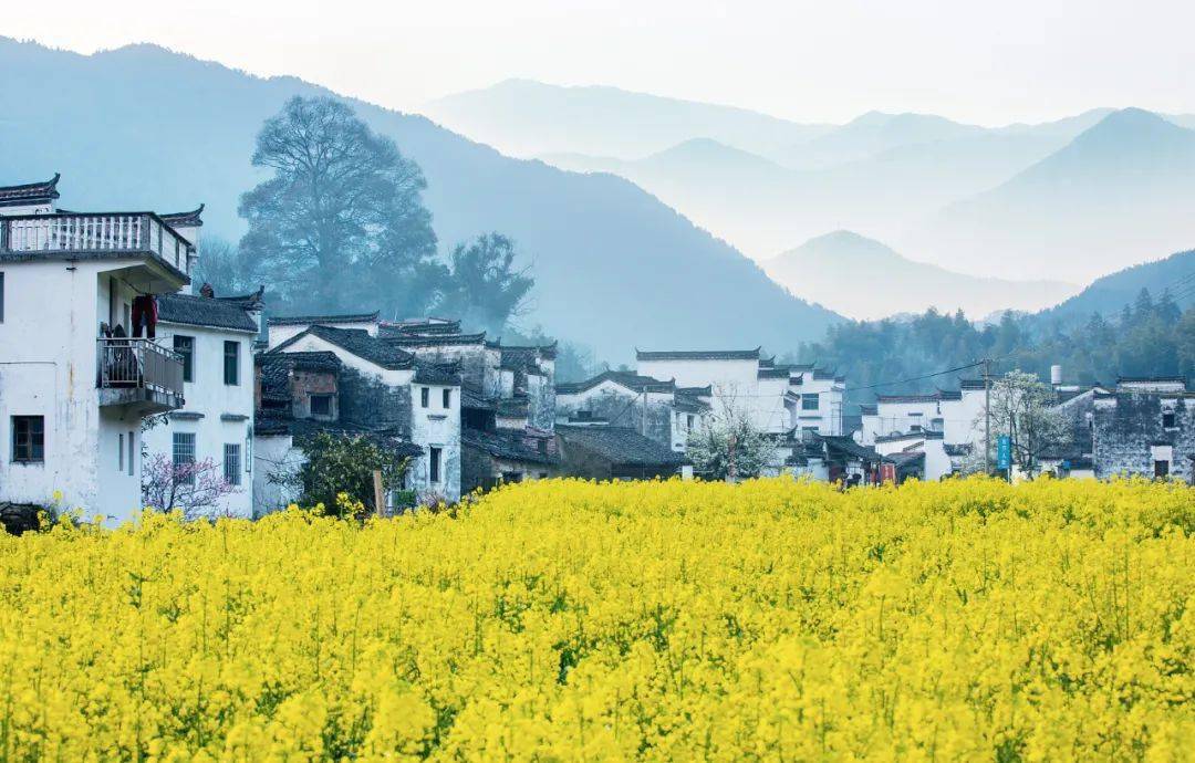 冬眠完毕，阳春三月，去婺源赴一场油菜花之约，那片地盘值得一去再去。