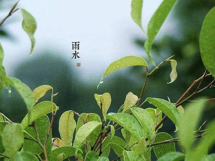 雨水诗词丨一帘新雨后，人世又逢春