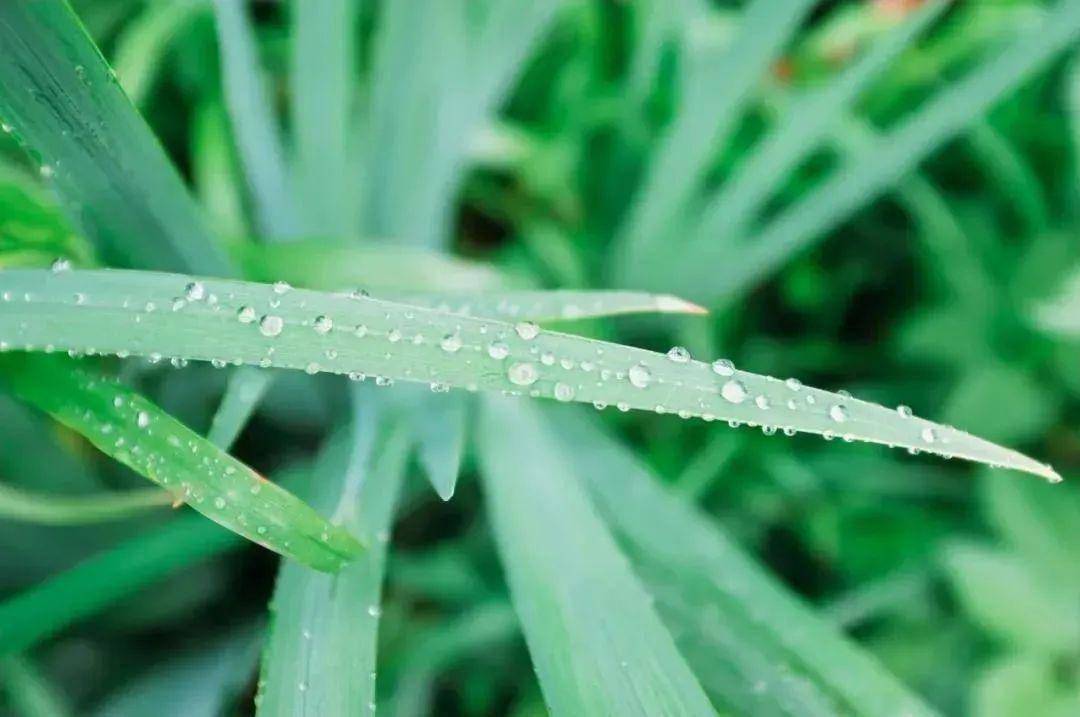 雨水诗词丨一帘新雨后，人世又逢春