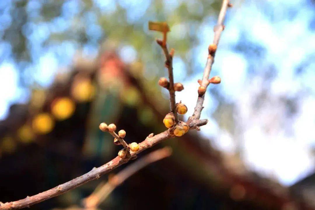 �������˱�����һĨ������ɫ