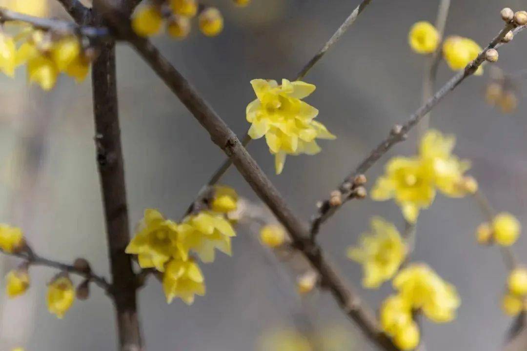 �������˱�����һĨ������ɫ