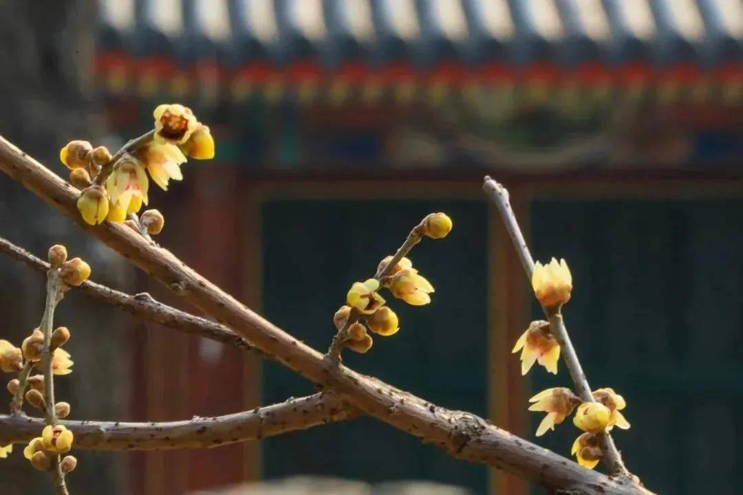 �������˱�����һĨ������ɫ