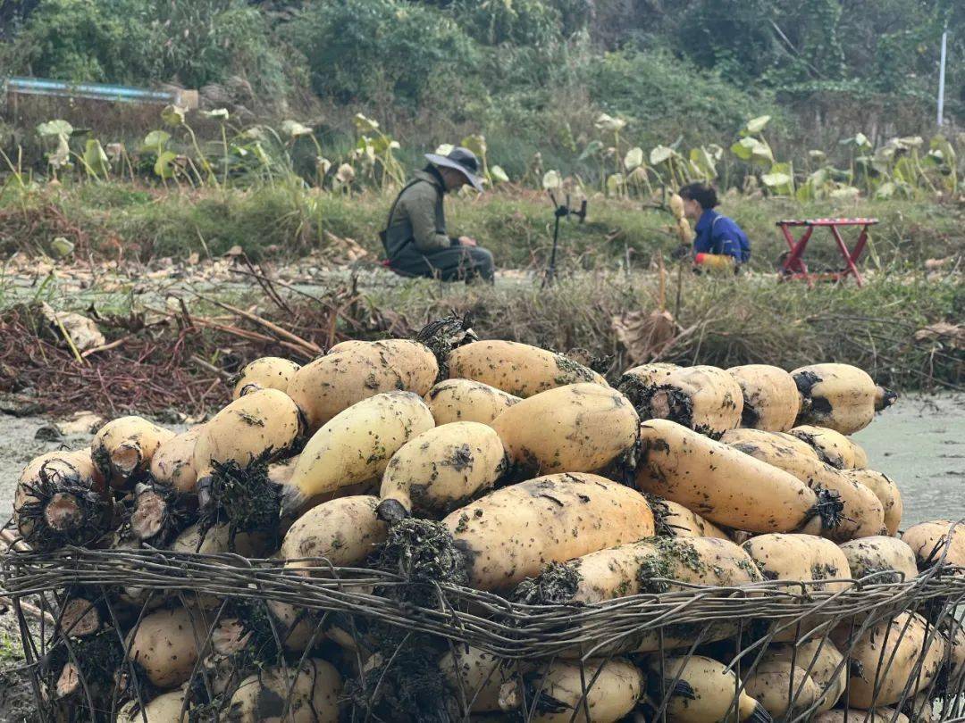 【斑斓安顺•花漾中国】安顺经开区赏花季启动，诚邀您踏青赏花，共赴春光！