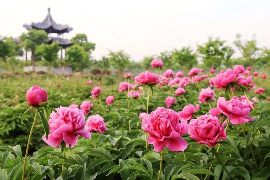 最美花海！“烟花三月下扬州”十佳赏花地评选活动上线！