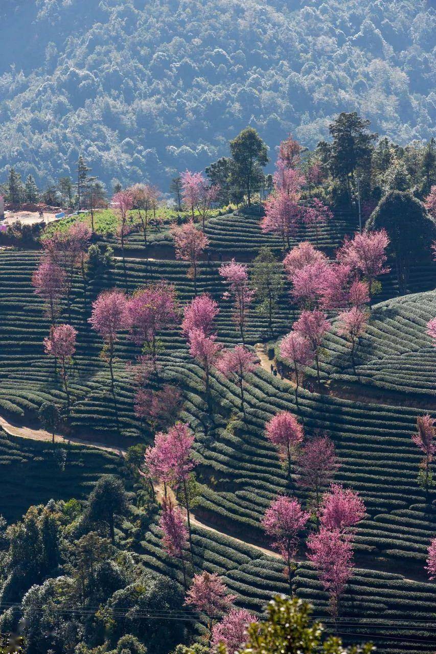 保藏！11月旅游地保举！错峰出游，那些处所已经美成仙境！