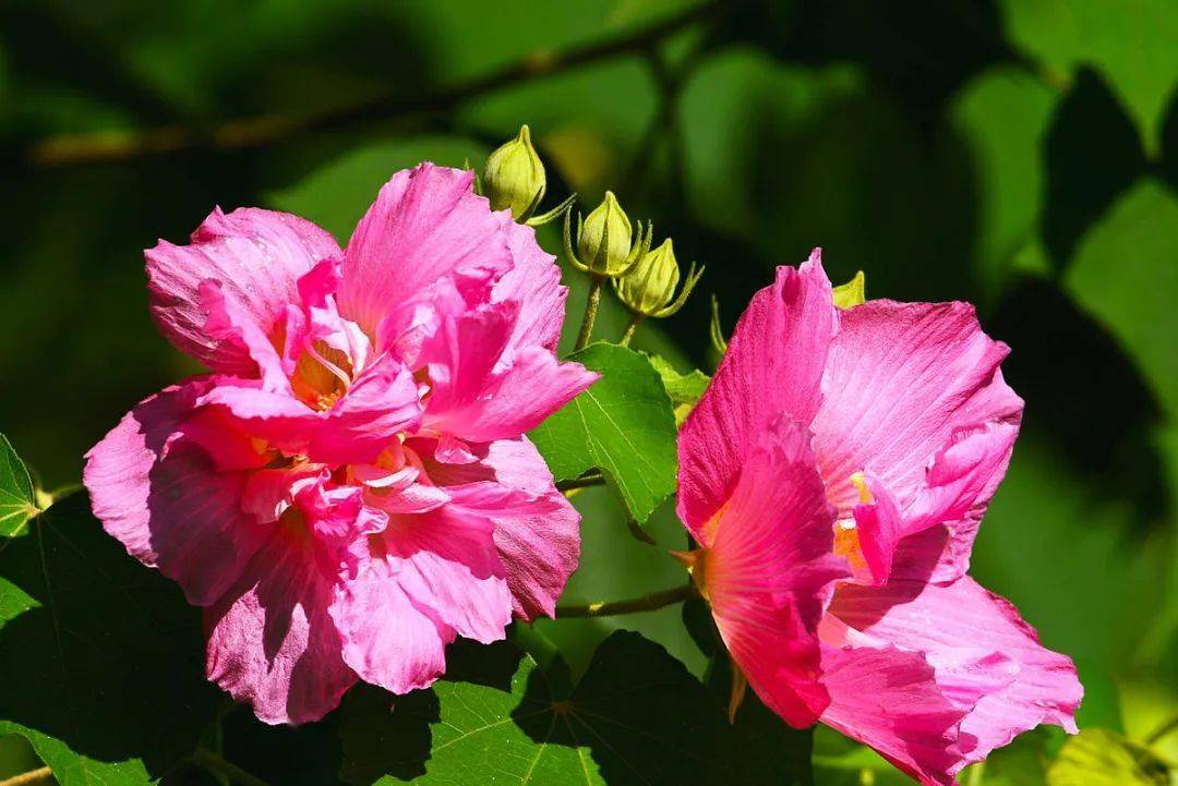 守望家园｜在长沙看芙蓉花开