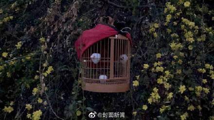 捕鸟反成“笼中鸟” 两须眉捕猎画眉获刑