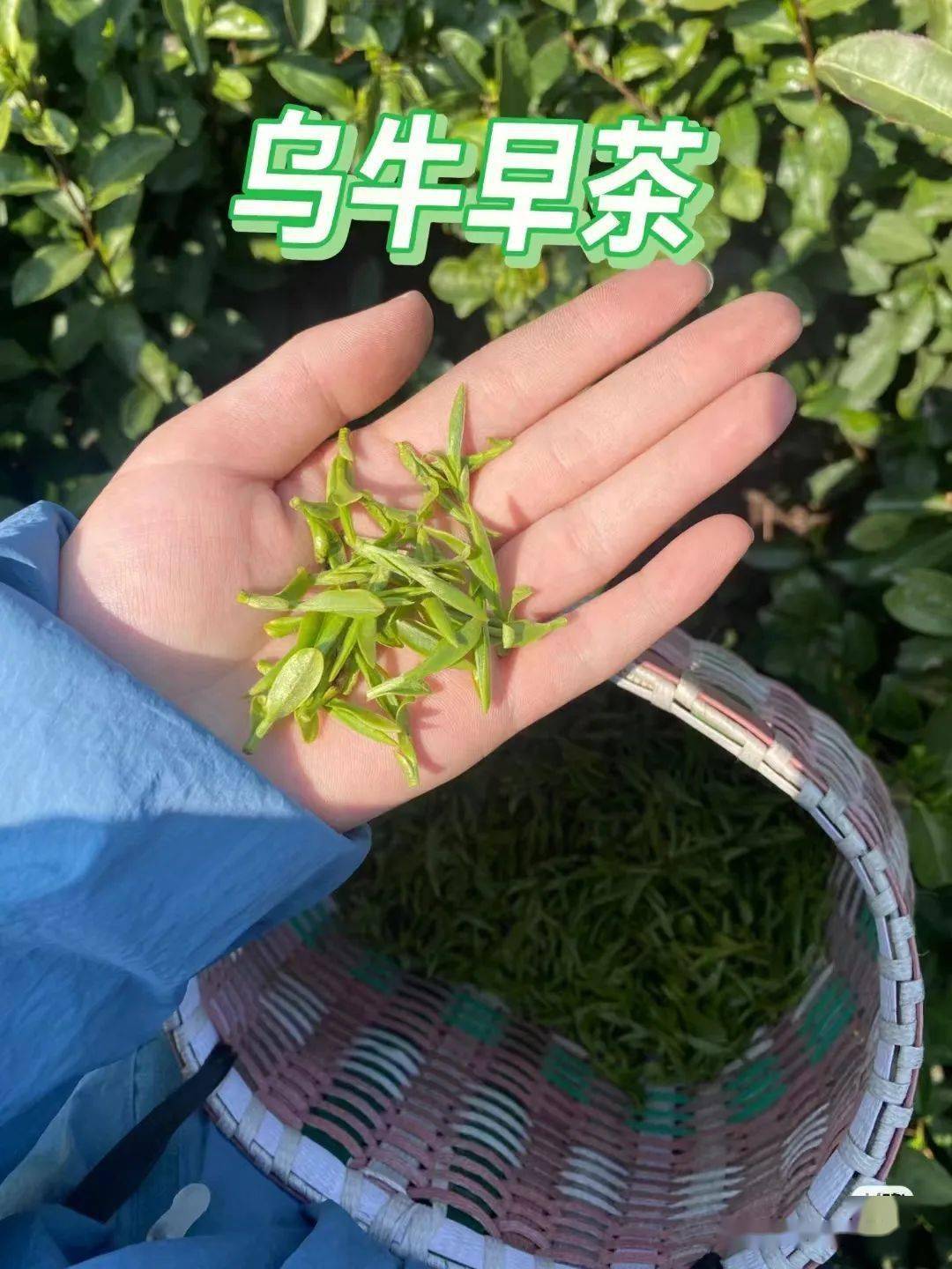 春茶已飘香，那一次就用指尖触摸春天吧~