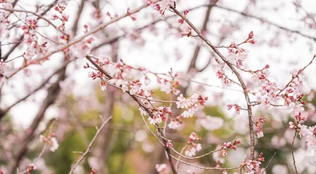 樱花季、咖啡节，看OATLY若何玩转季节性营销