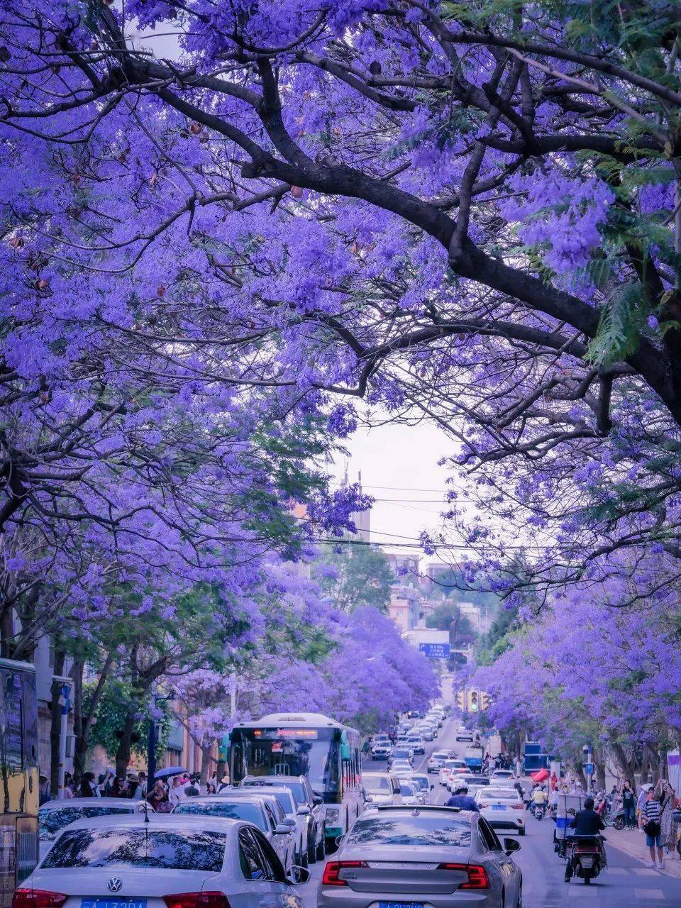 享玩儿 | 一年四时泡在花海里的城市，喜好鲜花必然不要错过