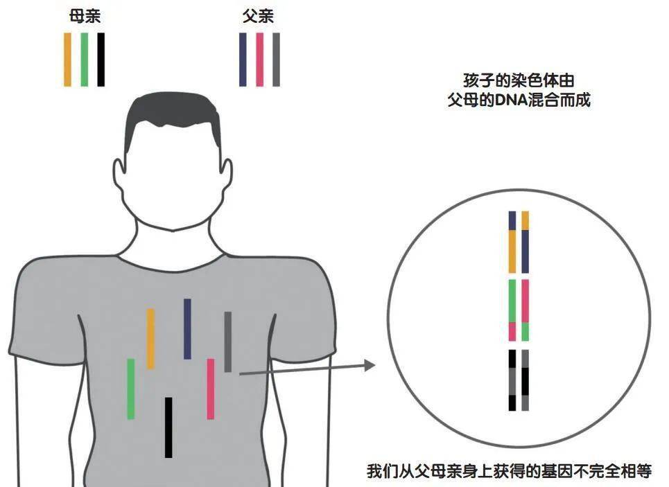 父母基因拉锯战，你更像谁？