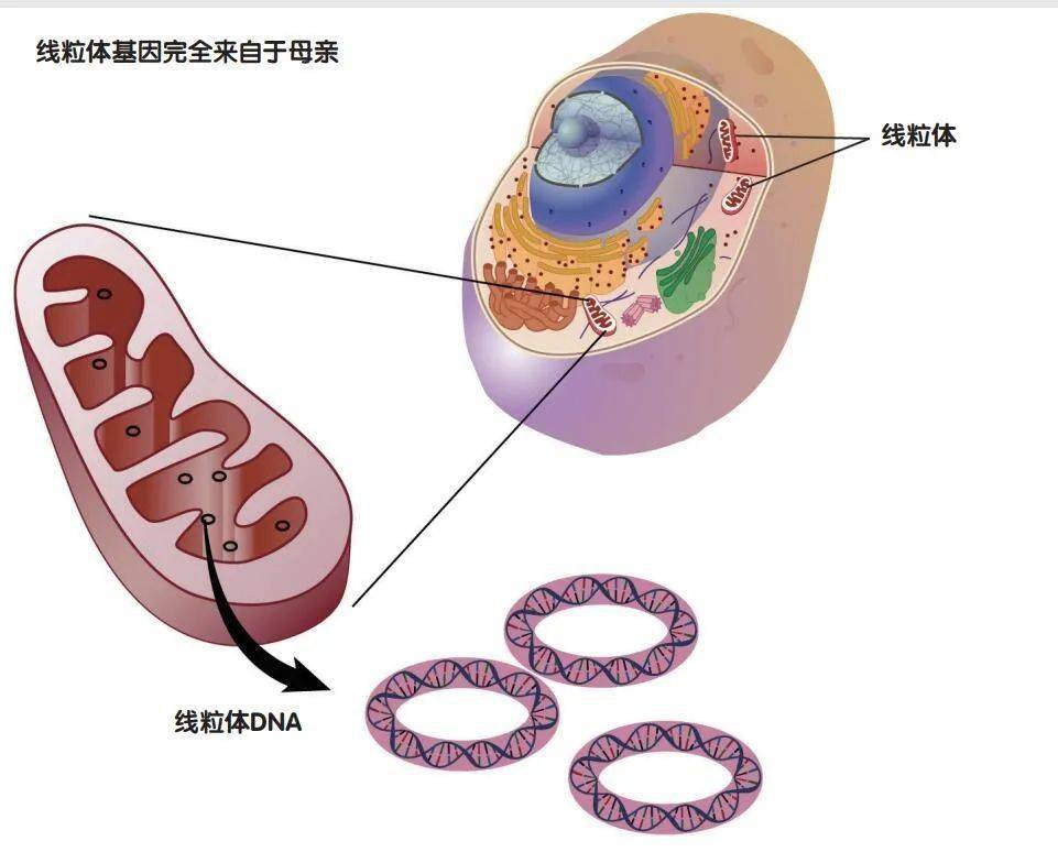 父母基因拉锯战，你更像谁？