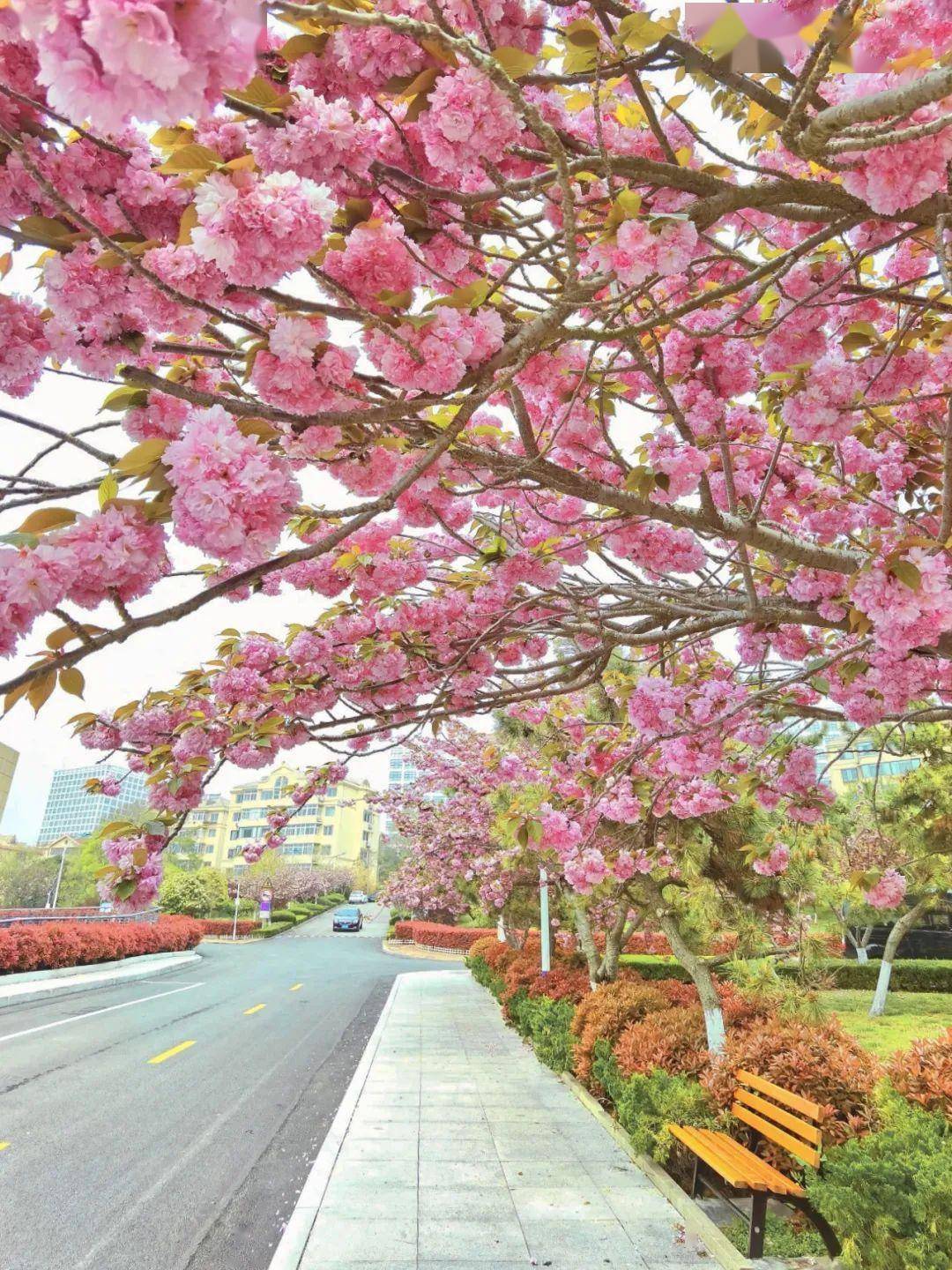 4月不来那座樱花开满的城市看看，我会遗憾整个春天