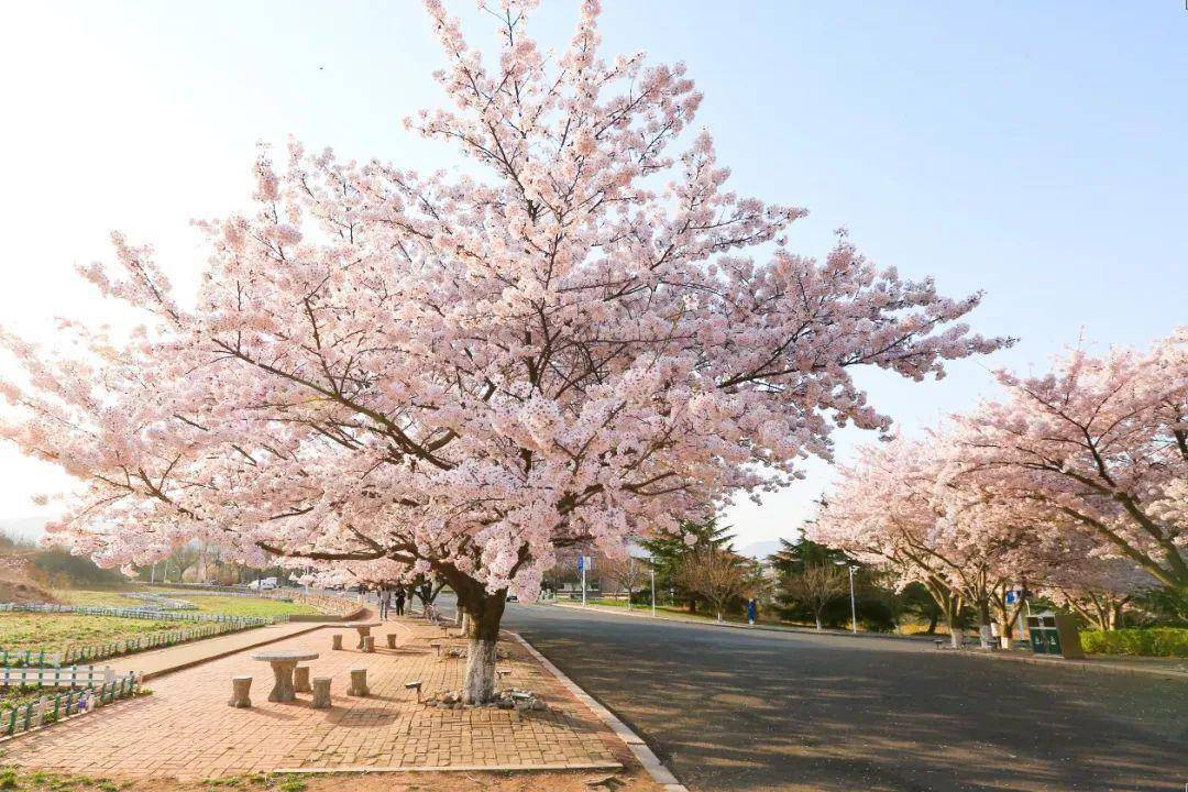 4月不来那座樱花开满的城市看看，我会遗憾整个春天