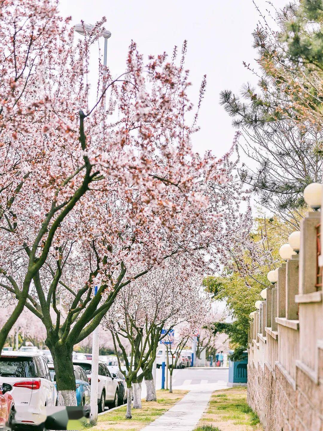 4月不来那座樱花开满的城市看看，我会遗憾整个春天