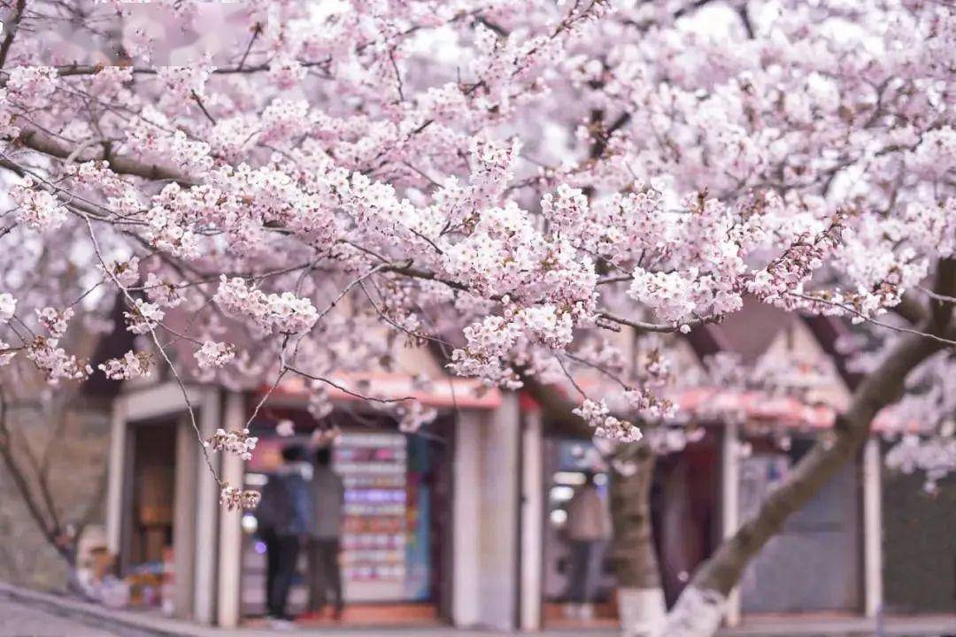 4月不来那座樱花开满的城市看看，我会遗憾整个春天