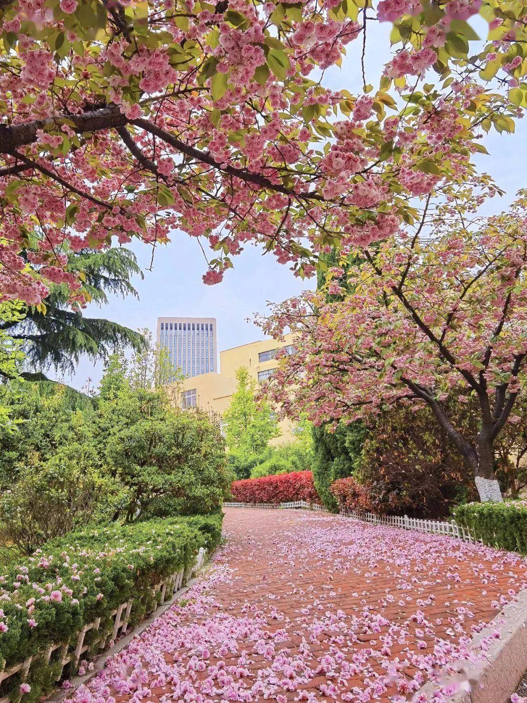 4月不来那座樱花开满的城市看看，我会遗憾整个春天