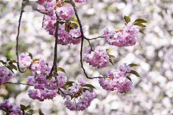 4月不来那座樱花开满的城市看看，我会遗憾整个春天