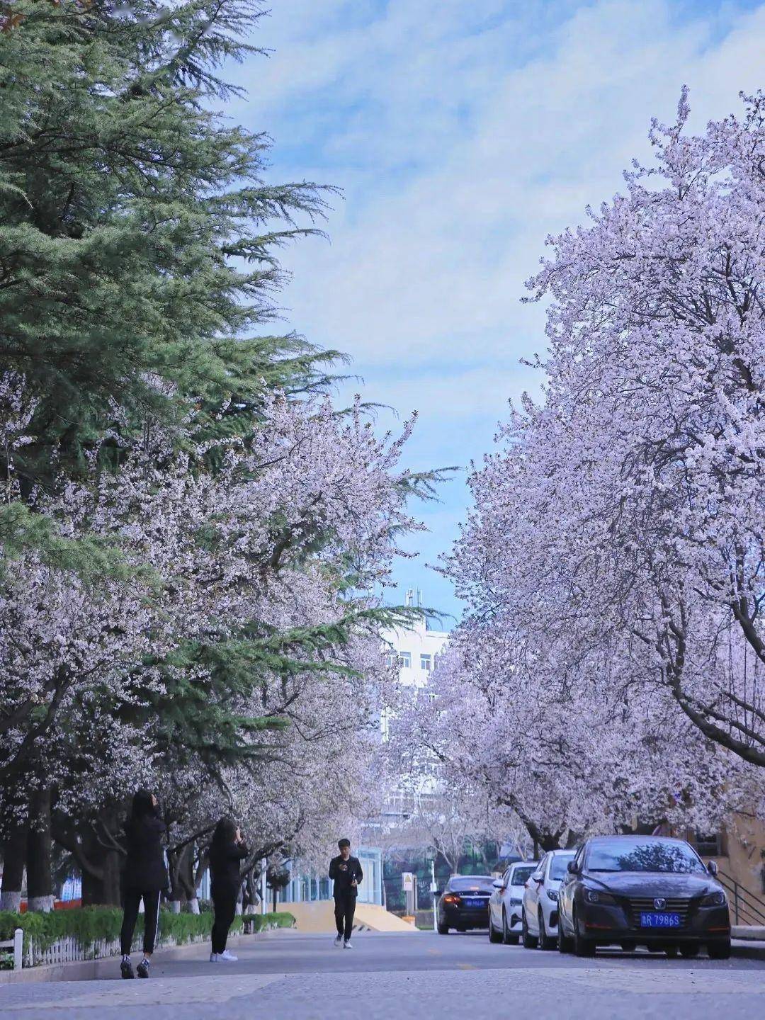 4月不来那座樱花开满的城市看看，我会遗憾整个春天