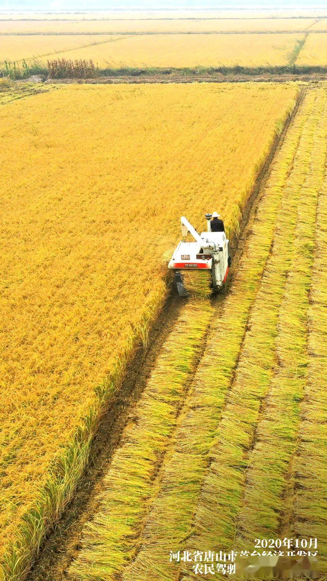 稻米的征程—中国万年稻做文明的动听霎时