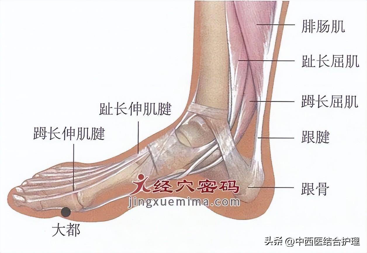 【补钙绝穴】 大都穴