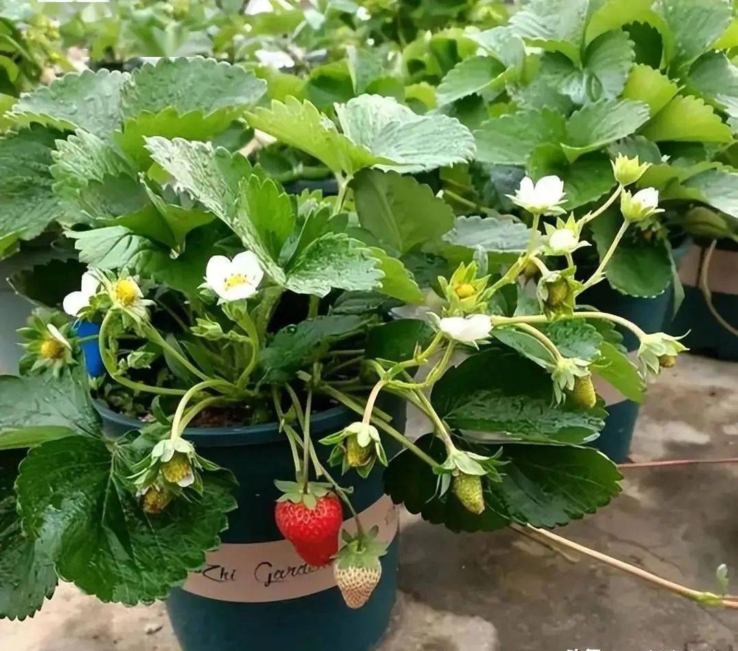 新手养草莓有妙招学会正确的种植方法果子一串接一串开云体育app(图4)