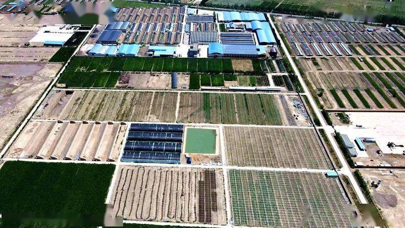 亚新体育沙河镇：“菜园子”做成“大产业”(图2)