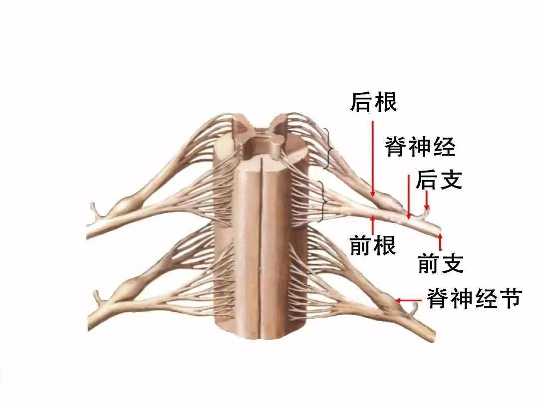 后皮神经卡压综合征，处理腰痛的新思路