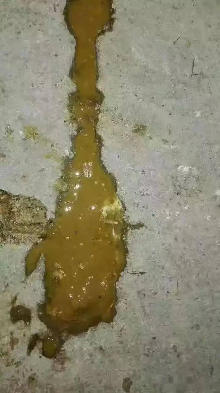 鸡群出现拉水便，竟然有这么多因素