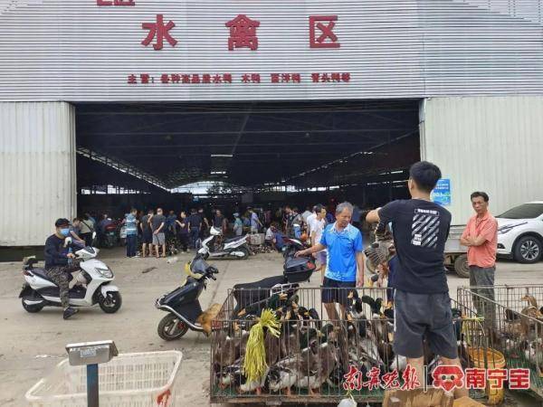 南宁市三津活禽交易市场，市民商户采购忙从事鸭子批发的经营户黄女士告